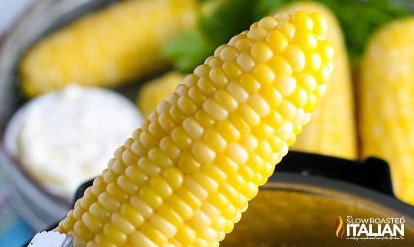 close up: pressure cooked corn on the cob