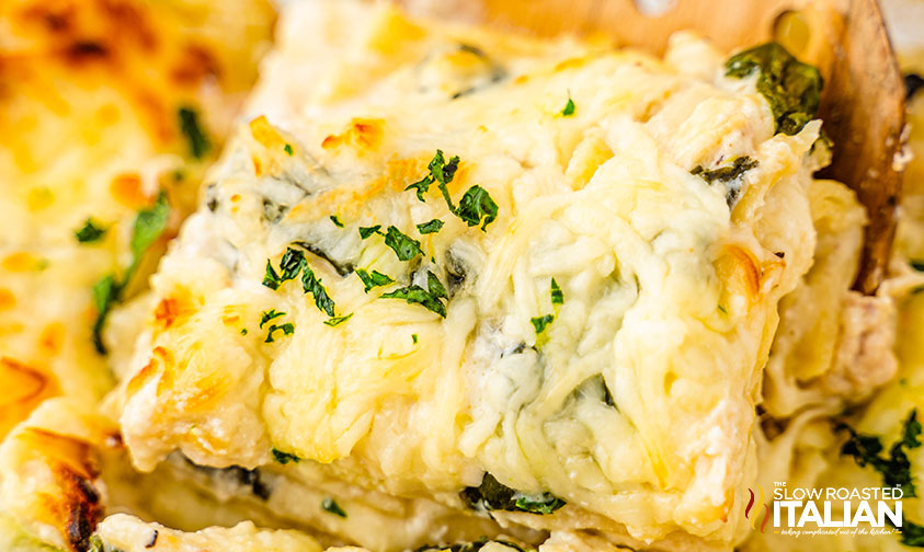 closeup of chicken alfredo lasagna